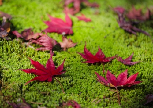 �a���˨��|�A�֬��C�]���p���O�̦��t�b��^