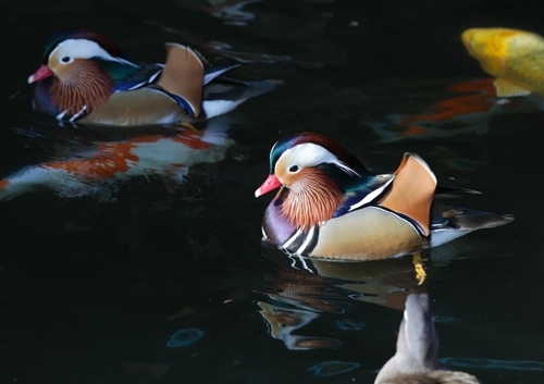 �p�m�������@�������p�m�C�]���p���O�̦��t�b��^