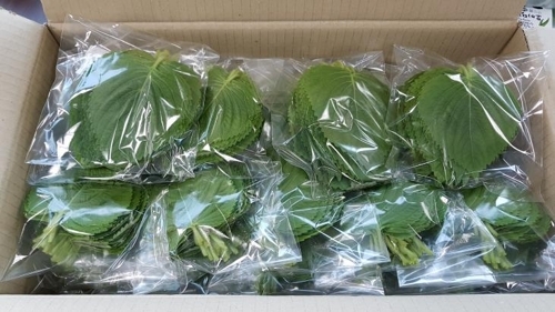 ��ƹϤ��G���ݥX�f��Ĭ�l���]�A�������U���ѡ^