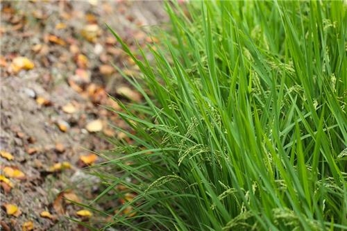 �����t�a�e�������J�Y�N�����C�]���p���O�̦��t�b�^