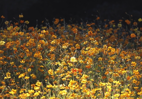 �ߨ�����J�f�B������j�i����]���p���O�̦��t�b��^