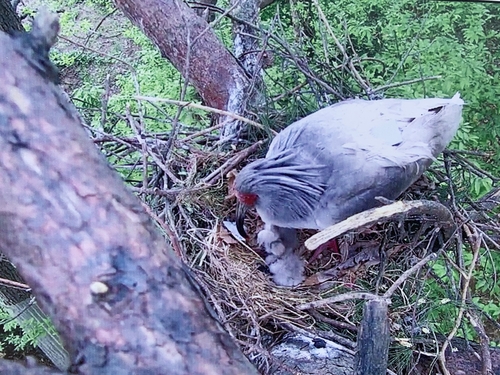 4��29��A�b�y�|�n�D����p�A�@�ﳥ�ͦ�鹮�����}�ߦӥX�C ����p�ѹϡ]�Ϥ��Y�T����ƻs�^