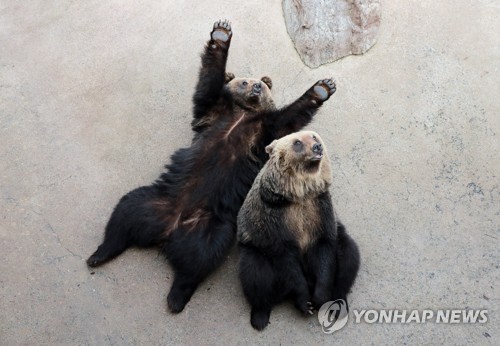'늑대 탈출 반면교사' 세종시, 맹수 사육시설 안전점검