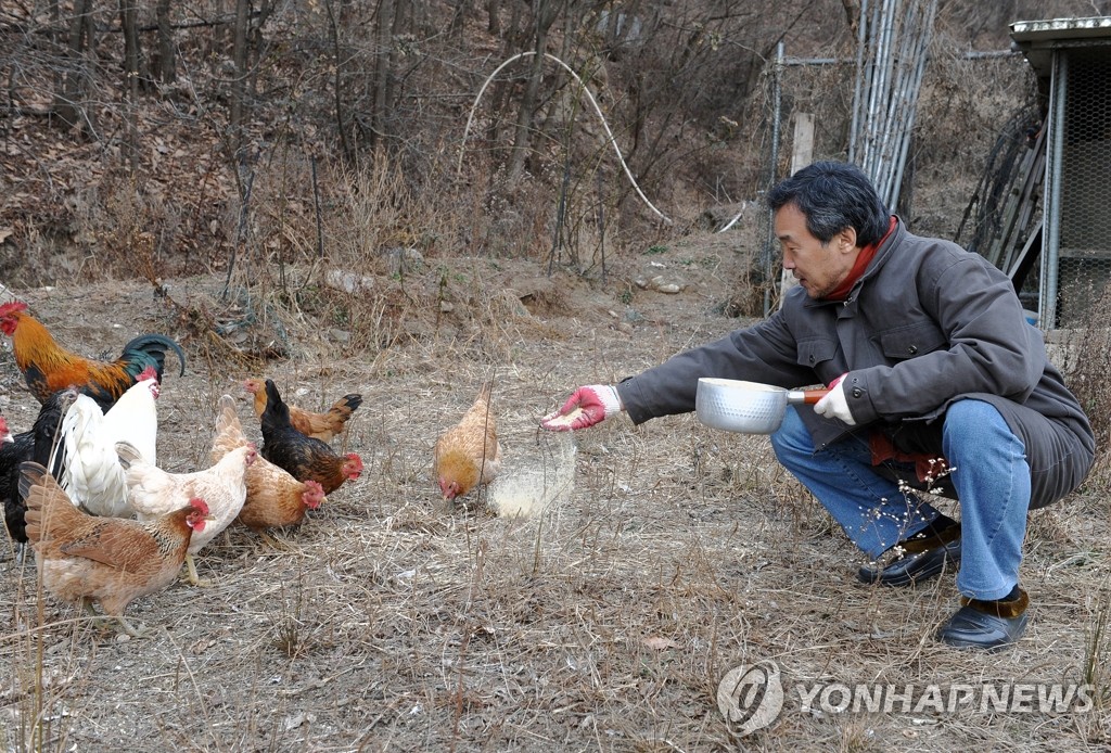 닭모이 주는 손학규 전 대표