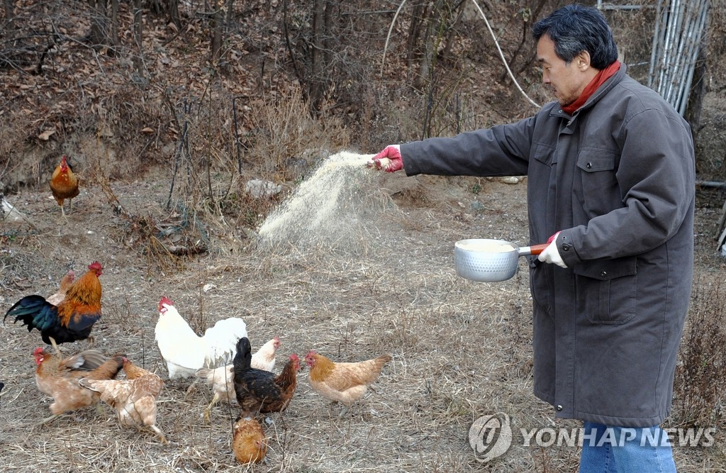 닭모이 주는 손학규 전 민주당 대표(자료사진)