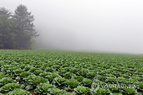 '고랭지 채소 지켜라'�K정선군, 씨스트선충 공적 방제 추진