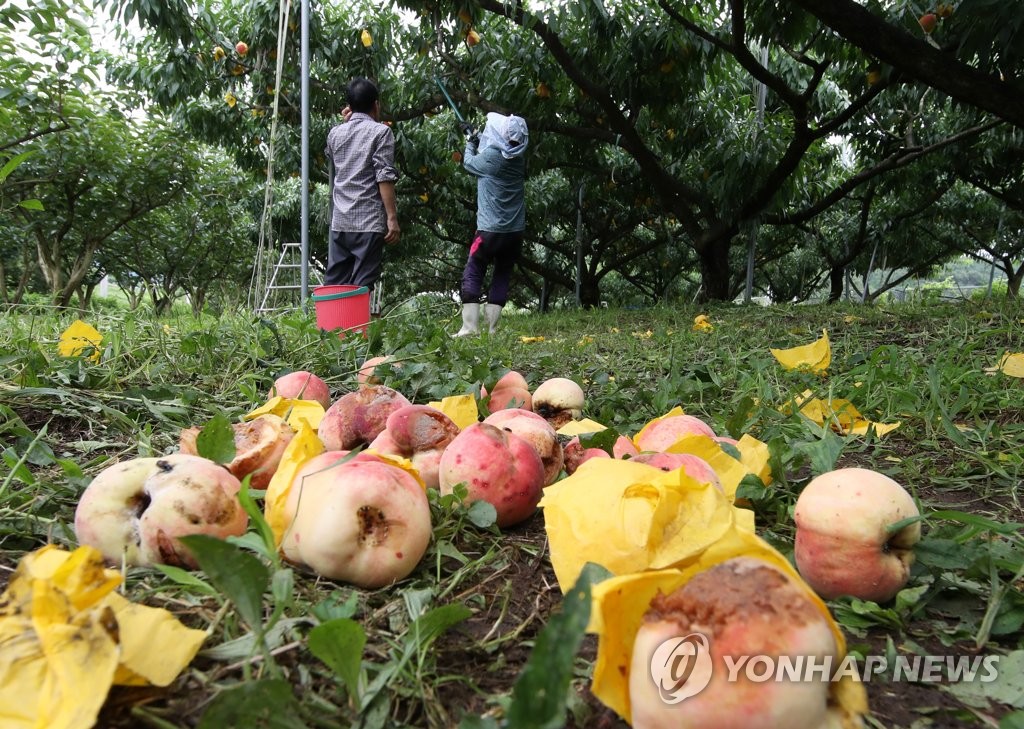 資料圖片:7月25日,受暴雨影響,全羅南道和順郡綾州面的一家桃園出現大量落果。 韓聯社
